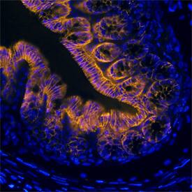 TSPAN8 antibody in Mouse Intestine by Immunohistochemistry (IHC-Fr).