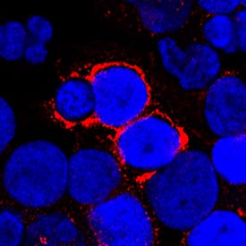 TWEAK/TNFSF12 antibody in human PBMCs by Immunocytochemistry (ICC).