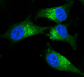 Tenascin C antibody in U-87 MG Human Cell Line by Immunocytochemistry (ICC).