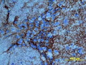 Tenascin R antibody in Rat Brain by Immunohistochemistry (IHC-Fr).