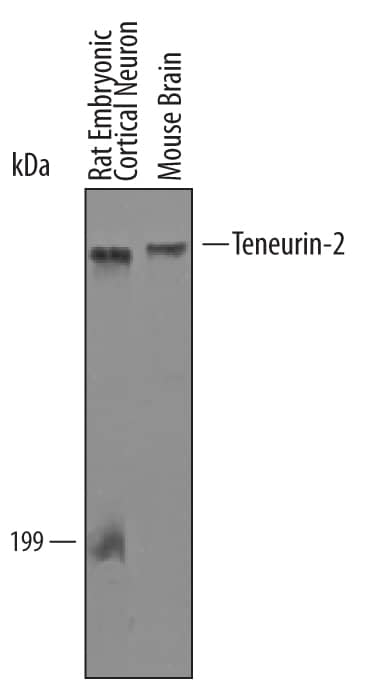 Detection of Mouse and Rat Teneurin-2 antibody by Western Blot.