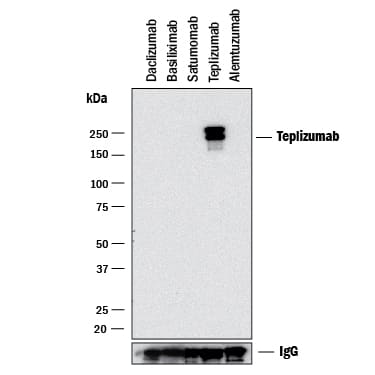 Detection of Teplizumab antibody by Western Blot.