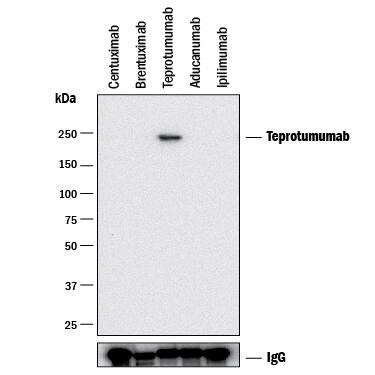 Detection of Teprotumumab antibody by Western Blot.