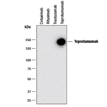 Detection of Teprotumumab antibody by Western Blot.