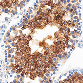 Testisin/Prss21 antibody in Mouse Testis by Immunohistochemistry (IHC-Fr).