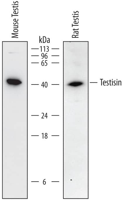 Detection of Mouse and Rat Testisin/Prss21 antibody by Western Blot.