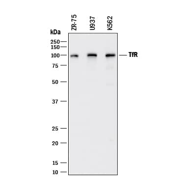 Detection of Human TfR (Transferrin R) antibody by Western Blot.