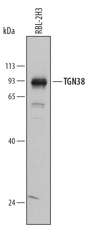 Detection of Rat TGN38 antibody by Western Blot.