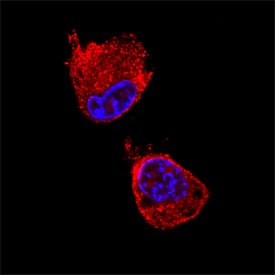 TGN38 antibody in NIH-3T3 Mouse Cell Line by Immunocytochemistry (ICC).
