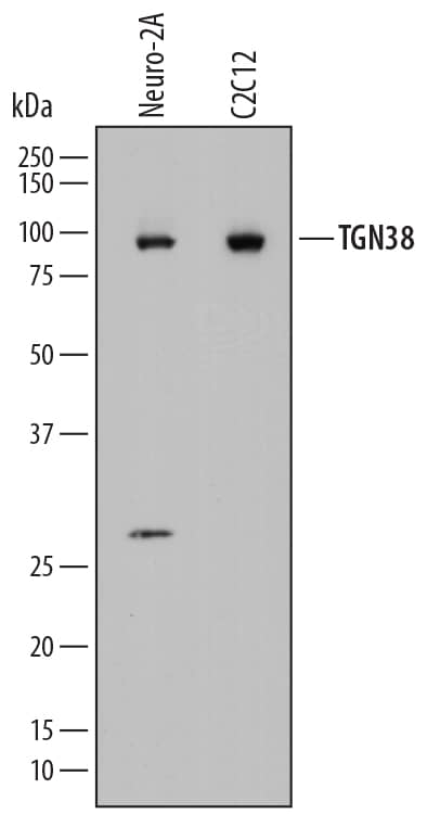 Detection of Mouse TGN38 antibody by Western Blot.