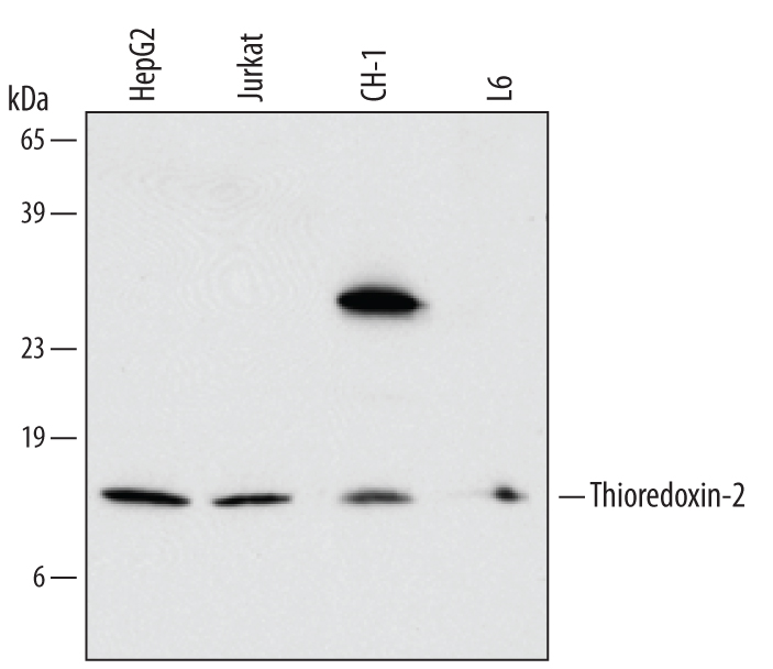 Detection of Human/Mouse/Rat Thioredoxin-2 antibody by Western Blot.