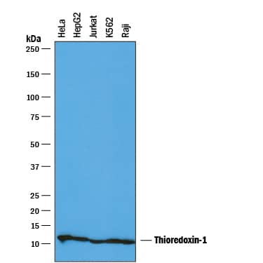 Detection of Human Thioredoxin-1 antibody by Western Blot.