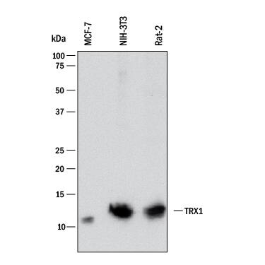 Detection of Human, Mouse, and Rat Thioredoxin-1 antibody by Western Blot.