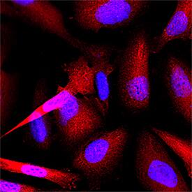 Thioredoxin-1 antibody in HeLa Human Cell Line by Immunocytochemistry (ICC).
