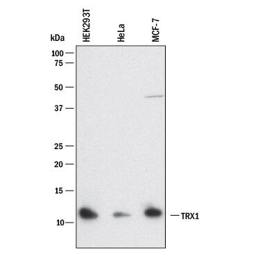 Detection of Human Thioredoxin-1 antibody by Western Blot.