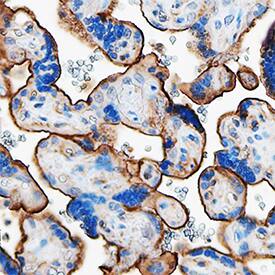 Thrombomodulin/BDCA-3 antibody in Human Placenta by Immunohistochemistry (IHC-P).