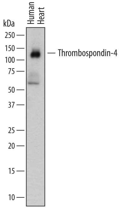 Detection of Human Thrombospondin-4 antibody by Western Blot.