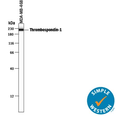 Detection of Human Thrombospondin-1 antibody by Simple WesternTM.