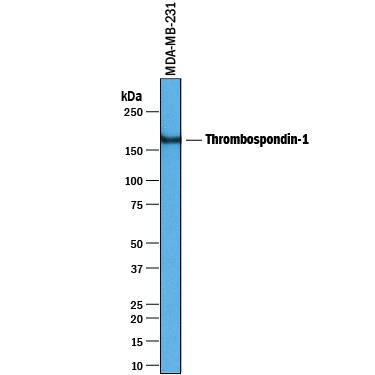 Detection of Human Thrombospondin-1 antibody by Western Blot.