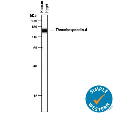 Detection of Human Thrombospondin-4 antibody by Simple WesternTM.