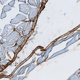 Thrombospondin-4 antibody in Mouse Skeletal Muscle by Immunohistochemistry (IHC-Fr).