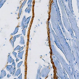 Thrombospondin-4 antibody in Mouse Connective Tissue by Immunohistochemistry (IHC-Fr).