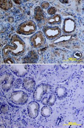 Tie-1 antibody in Human Stomach by Immunohistochemistry (IHC-P).