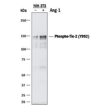 Detection of Mouse Phospho-Tie-2 (Y992) antibody by Western Blot.