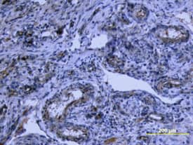 Tie-2 antibody in Human Placenta by Immunohistochemistry (IHC-P).