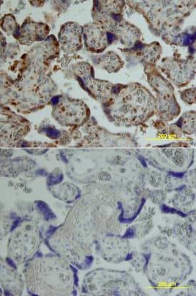 Tie-2 antibody in Human Placenta by Immunohistochemistry (IHC-P).