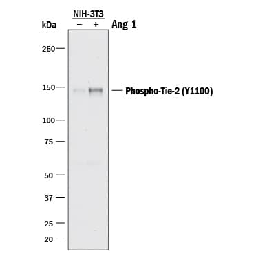 Detection of Mouse Phospho-Tie-2 (Y1102/Y1100) antibody by Western Blot.