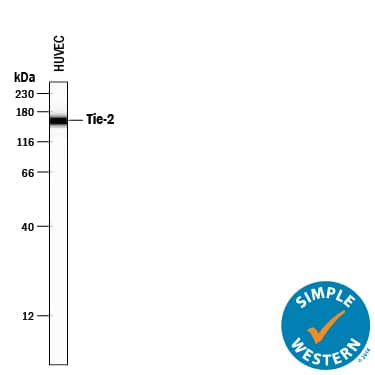 Detection of Human Tie-2 antibody by Simple WesternTM.