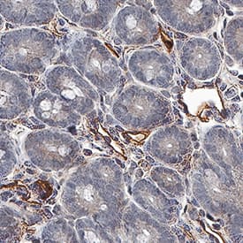 Tie-2 antibody in Human Intestine Tissue by Immunohistochemistry (IHC-P).