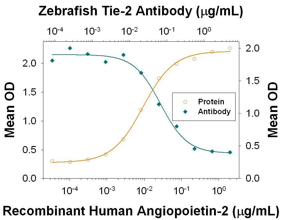 Angiopoietin-2 binding to Tie-2 blocked by Zebrafish Tie-2 Antibody.