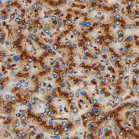 Tissue a-L-Fucosidase/FUCA1 antibody in Human Liver by Immunohistochemistry (IHC-P).