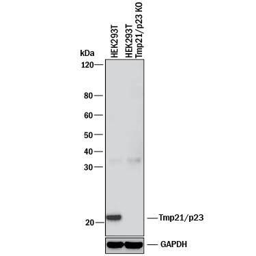 Western Blot Shows Human Tmp21/p23 Antibody Specificity by Using Knockout Cell Line.