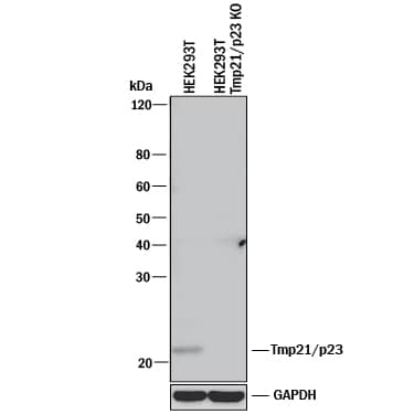 Western Blot Shows Human Tmp21/p23 Antibody Specificity by Using Knockout Cell Line.