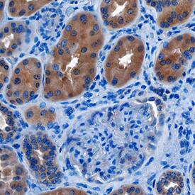 Transcobalamin II antibody in Human Kidney by Immunohistochemistry (IHC-P).