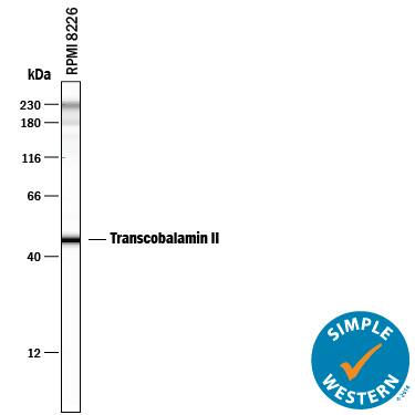 Detection of Human Transcobalamin II antibody by Simple WesternTM.