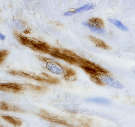 Transglutaminase 4/TGM4 antibody in Human Prostate by Immunohistochemistry (IHC-P).