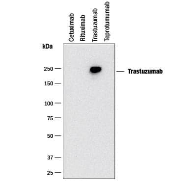 Detection of Trastuzumab antibody by Western Blot.