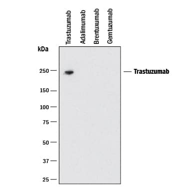 Detection of Trastuzumab antibody by Western Blot.