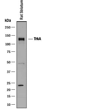 Detection of Rat TrkA antibody by Western Blot.