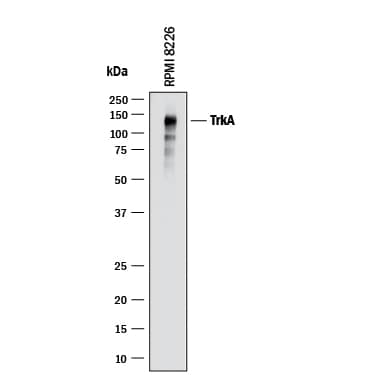 Detection of Human TrkA antibody by Western Blot.