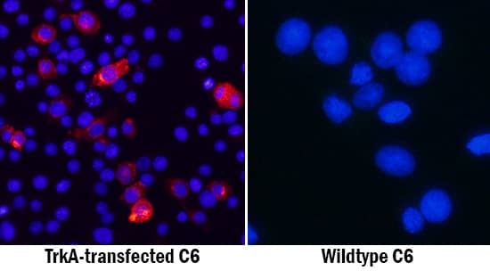 TrkA antibody in C6 Rat Cell Line by Immunocytochemistry (ICC).