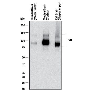 Detection of Human, Mouse, and Rat TrkB antibody by Western Blot.