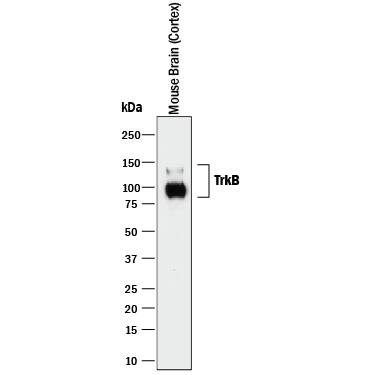 Detection of Mouse TrkB antibody by Western Blot.