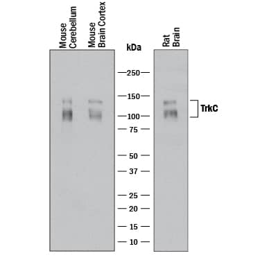 Detection of Mouse and Rat TrkC antibody by Western Blot.