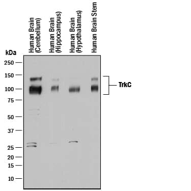 Detection of HAF017 TrkC antibody by Western Blot.