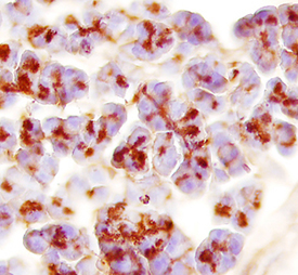 Trypsin 3/PRSS3 antibody in Mouse Pancreas by Immunohistochemistry (IHC-Fr).